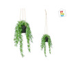 PLANTA HOJA PARTIDA COLGAR MED 4,95€ | CHINALANDIA