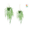 PLANTA COLGAR HOJA ANCHA 2,95€ | CHINALANDIA