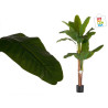 PLANTA CON MACETA BANANERA GRANDE 15 65,00€ | CHINALANDIA