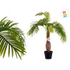 PLANTA CON MACETA PALMERA TALLO ANCHO 41,95€ | CHINALANDIA